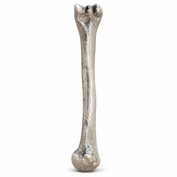 Large Costume Bone