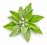 Mean Green Snowy Poinsettia Clip