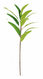 Gum Tree Pick – 40cm