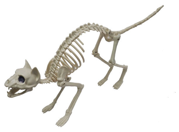 Skeleton Cat 58cm — XH6855