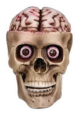 Skull With Exposed Brain — XH7360