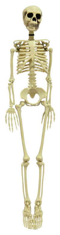Skeleton 90cm — XH8693