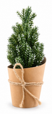 Mini Potted Christmas Tree 15 cm
