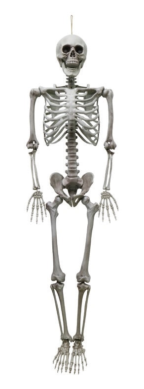 Life Size Hanging Skeleton 1.6m